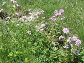 Cardamine raphanifolia